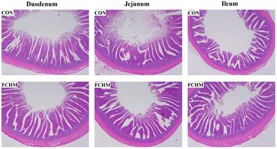 Use of fermented Chinese medicine residues as a feed additive and effects on growth performance, meat quality, and intestinal health of broilers